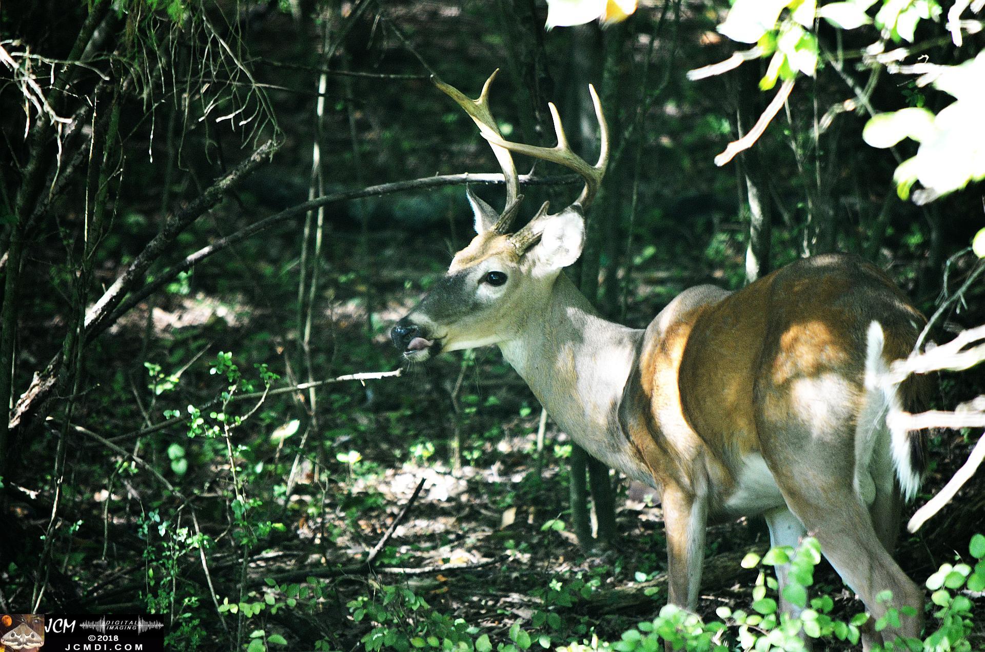 A Buck in the Woods at Old Hickory Lake TN (lickin his chops)